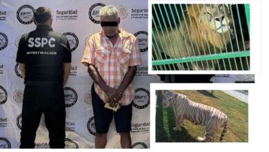 Photo of Catean cinco inmuebles en Tamaulipas; aseguran 68 mil litros de diésel y 135 animales