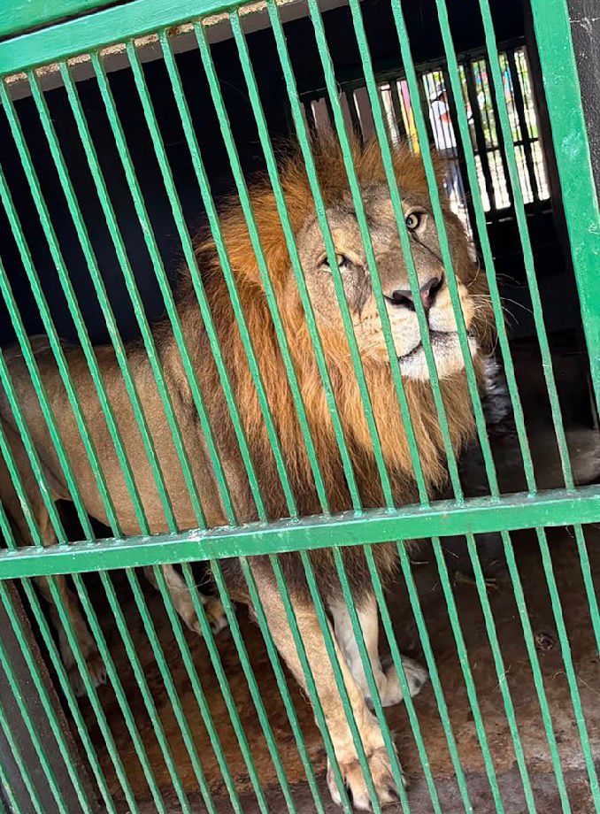 Cinco tigres de Bengala, tres jaguares y un ligre forman parte de los 135 animales exóticos asegurados durante un operativo en un rancho de Altamira presuntamente relacionado con el robo de combustibles.