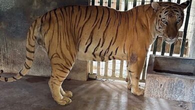 Photo of Buscan llevar felino híbrido asegurado en Altamira al Zoológico de Tamatán