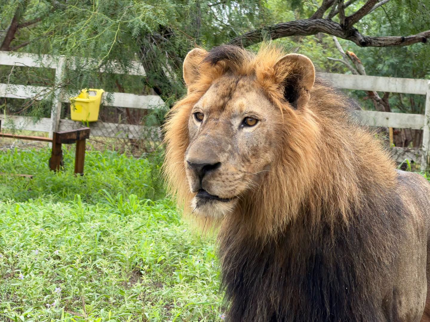Un león africano fue capturado con vida en el ejido La Bartolina, Matamoros, tras un operativo de autoridades y especialistas en fauna silvestre.