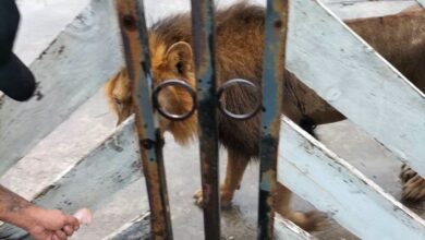 Photo of León africano es capturado tras ser visto suelto en Matamoros